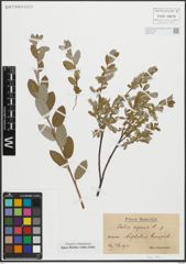 Foto von Salix repens L.